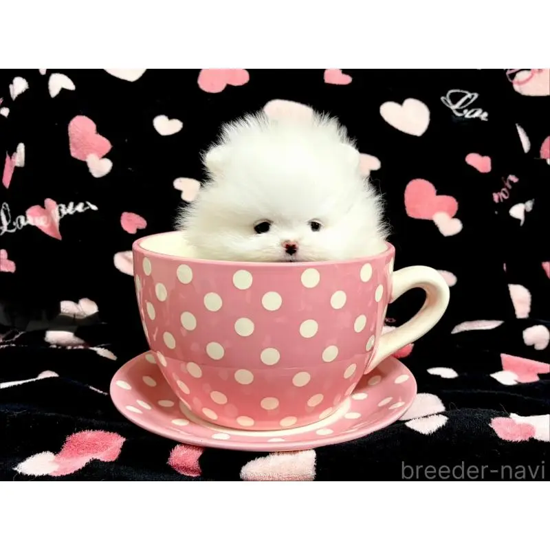 販売中の京都府のポメラニアン-456675の2枚目