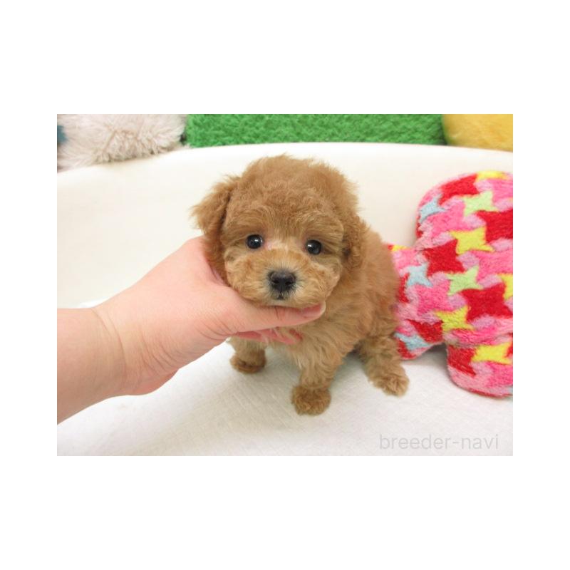 販売中の大阪府のトイプードル-456700の2枚目