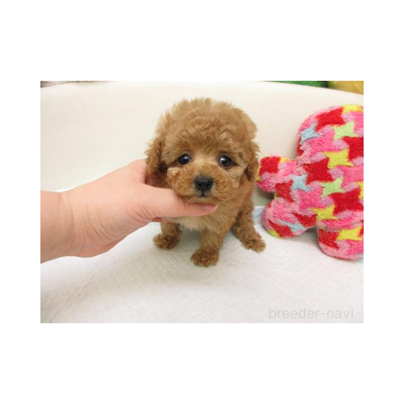 販売中の大阪府のトイプードル-456701の2枚目