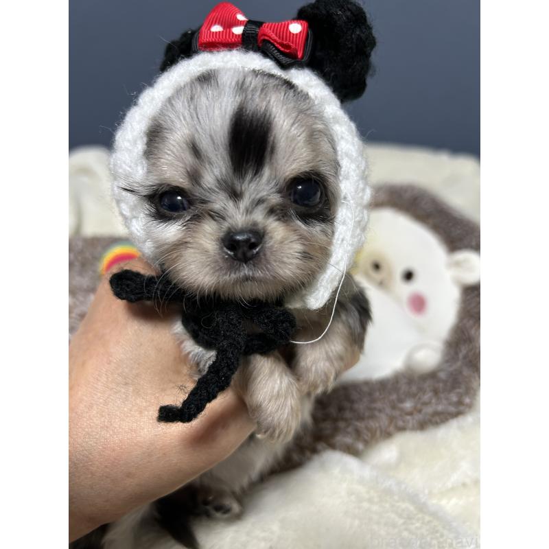 犬舎紹介の愛知県の犬舎紹介-2370の4枚目