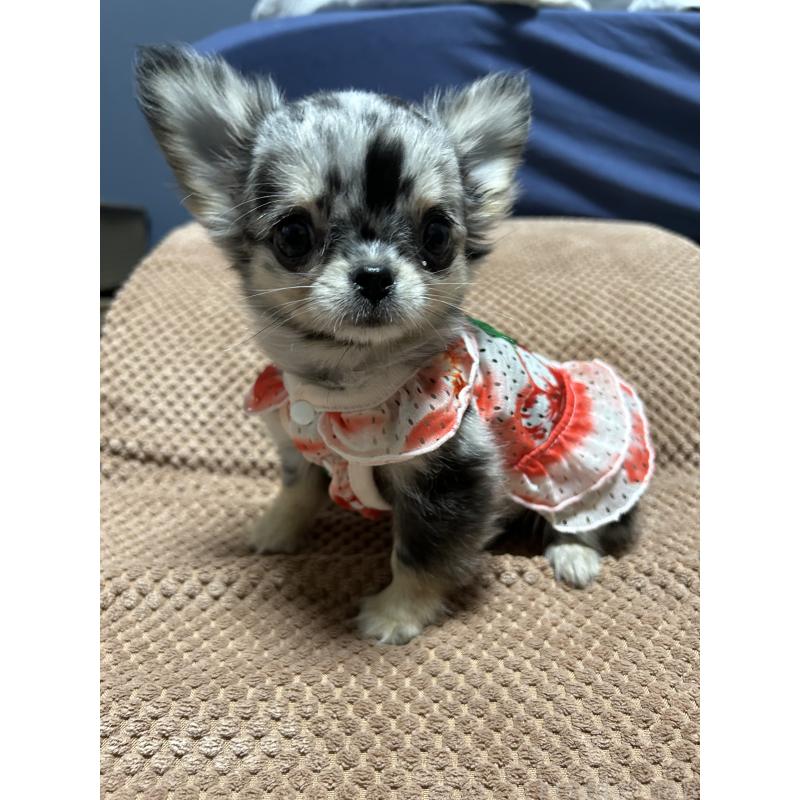 犬舎紹介の愛知県の犬舎紹介-2370の5枚目