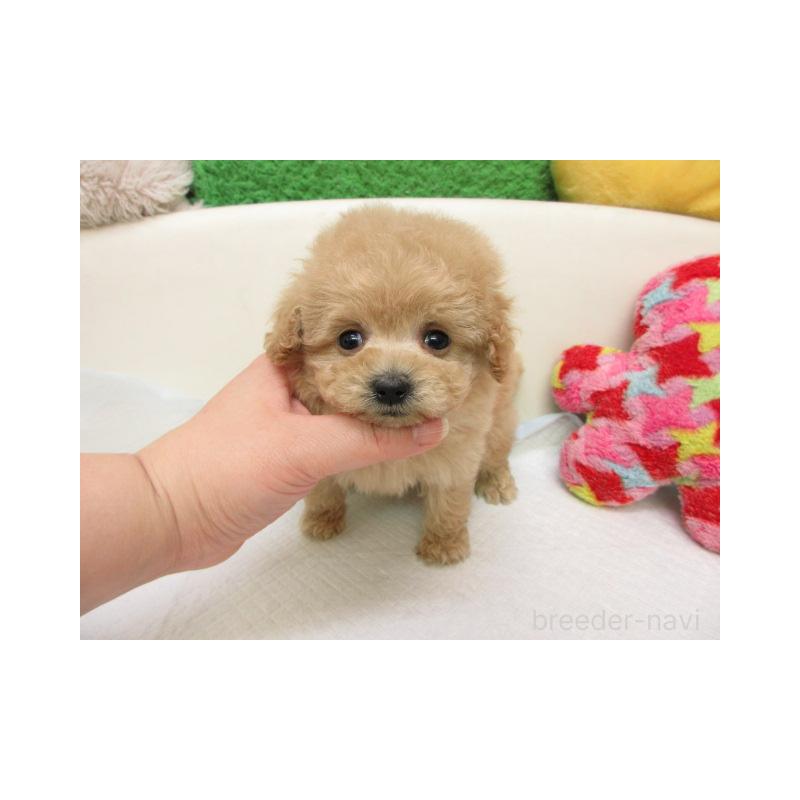 販売中の大阪府のトイプードル-456702の2枚目