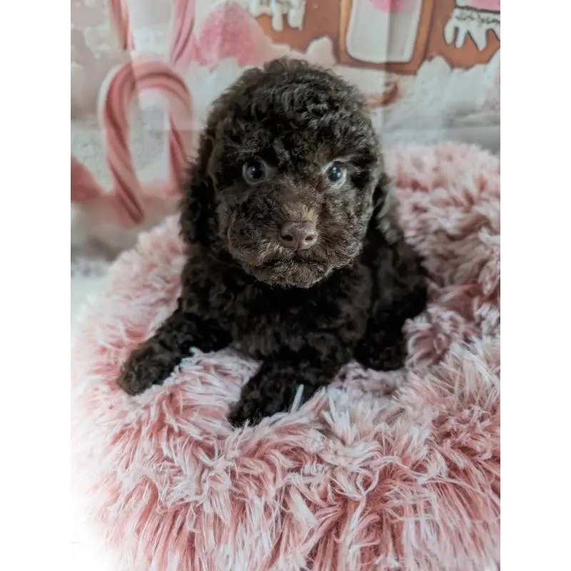 販売中の福井県のトイプードル-456705の2枚目