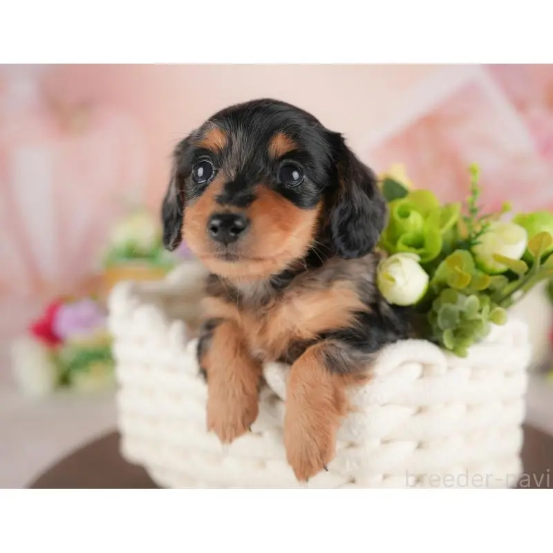 販売中の群馬県のミニチュアダックスフンド(ロングヘアード)-456706の8枚目