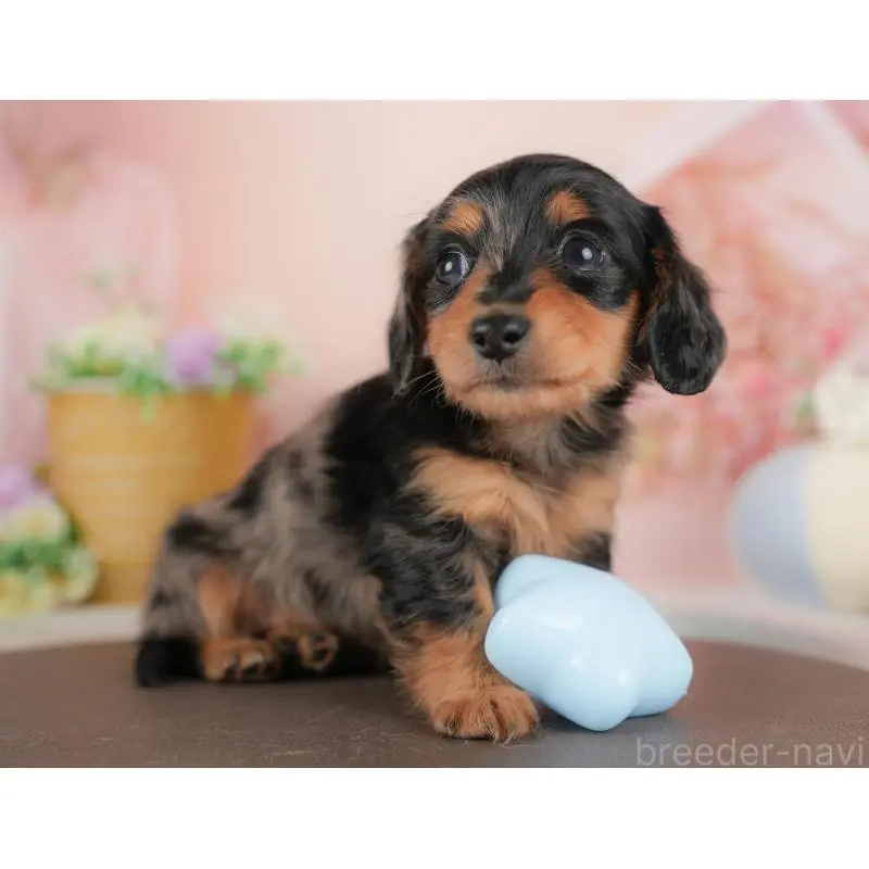 販売中の群馬県のミニチュアダックスフンド(ロングヘアード)-456706の7枚目