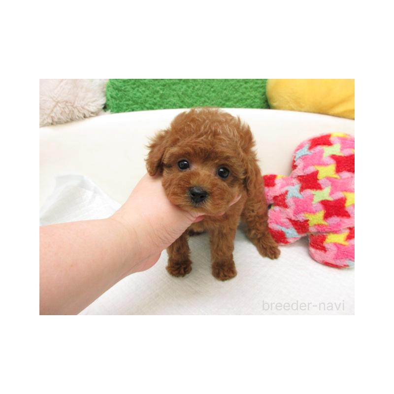 販売中の大阪府のトイプードル-456704の2枚目