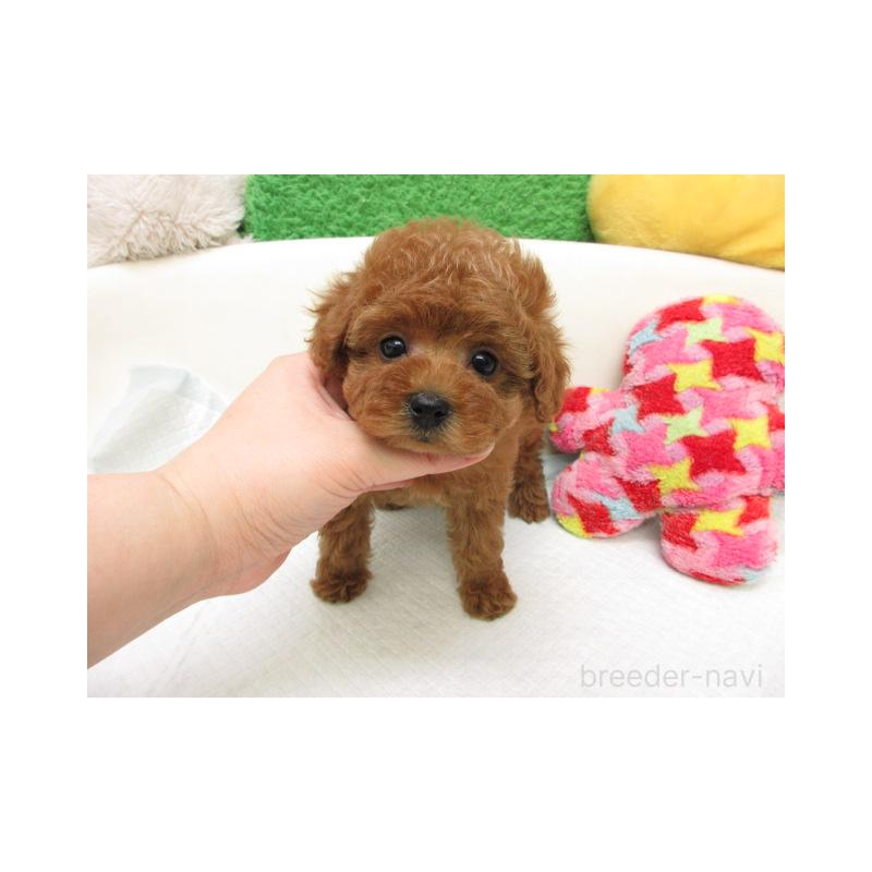 子犬