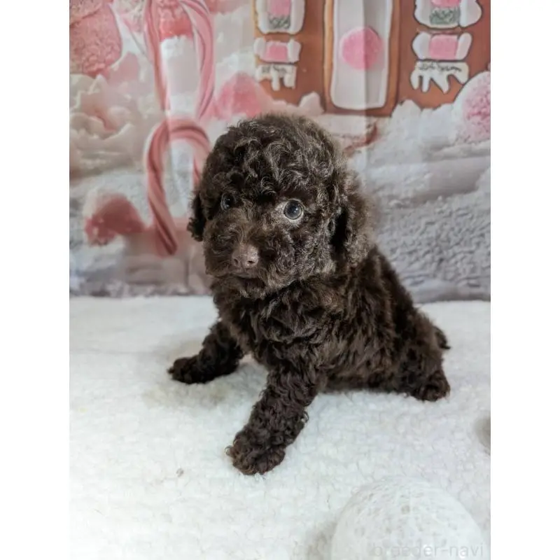 販売中の福井県のトイプードル-456707の2枚目