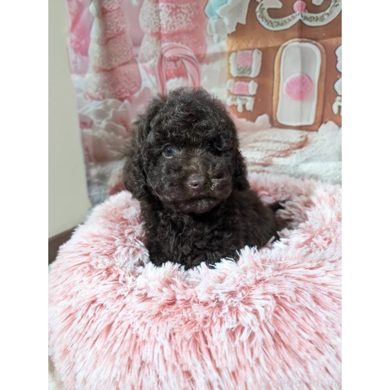 販売中の福井県のトイプードル-456711の2枚目