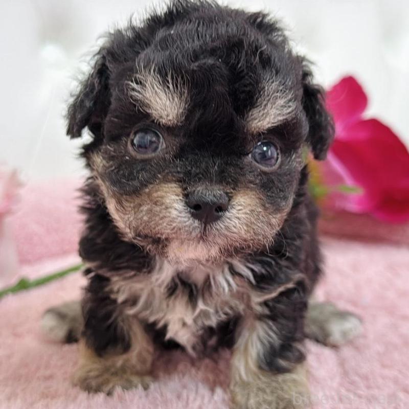 販売中の埼玉県のミックス犬-456708の14枚目