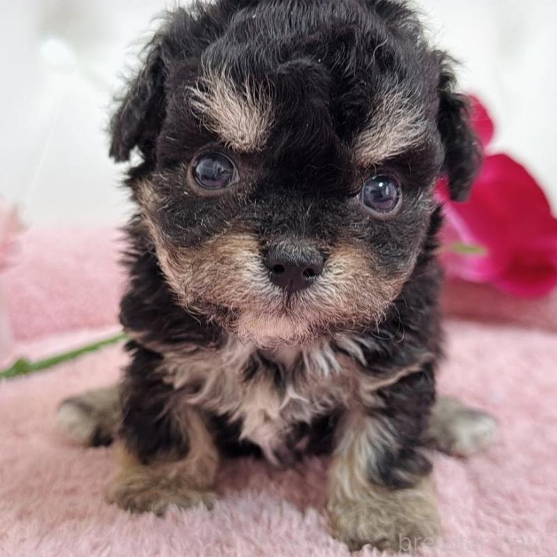 販売中の埼玉県のミックス犬-456708の13枚目