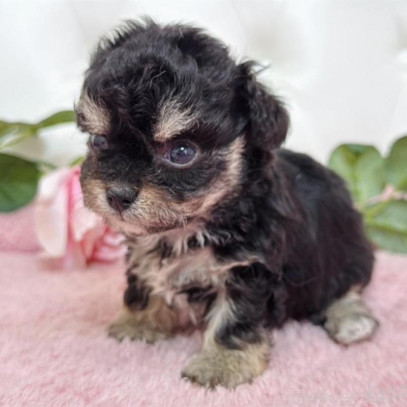 販売中の埼玉県のミックス犬-456708の12枚目