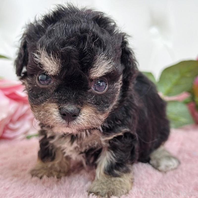 販売中の埼玉県のミックス犬-456708の11枚目