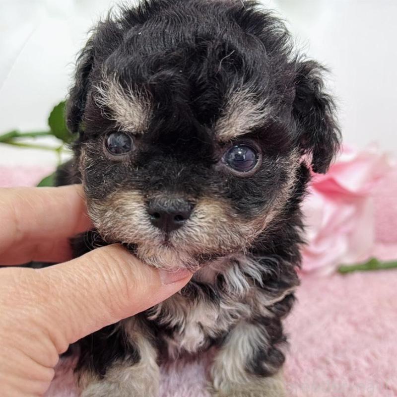 販売中の埼玉県のミックス犬-456708の10枚目