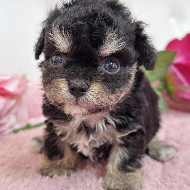 販売中の埼玉県のミックス犬-456708の9枚目