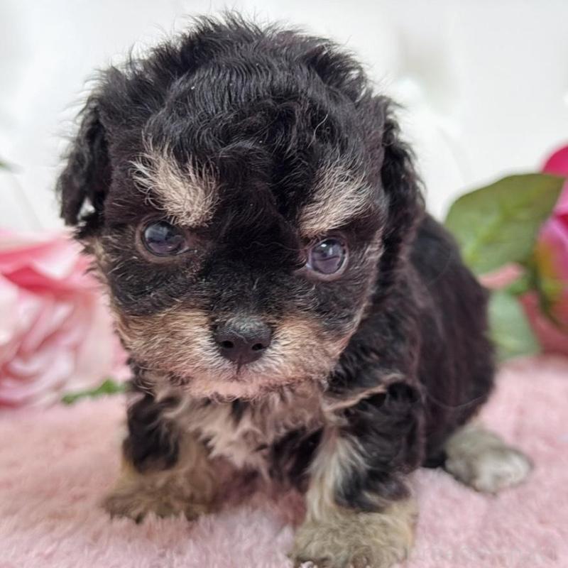 販売中の埼玉県のミックス犬-456708の8枚目