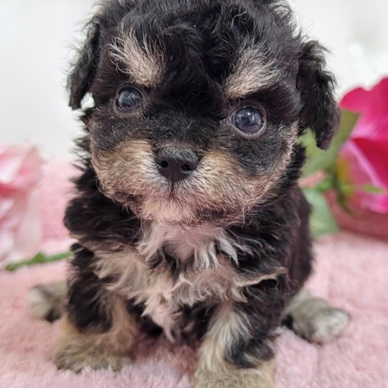 販売中の埼玉県のミックス犬-456708の7枚目