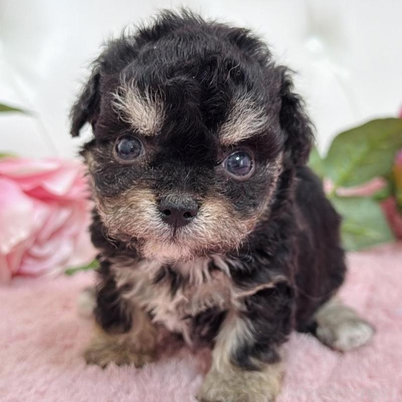 販売中の埼玉県のミックス犬-456708の6枚目