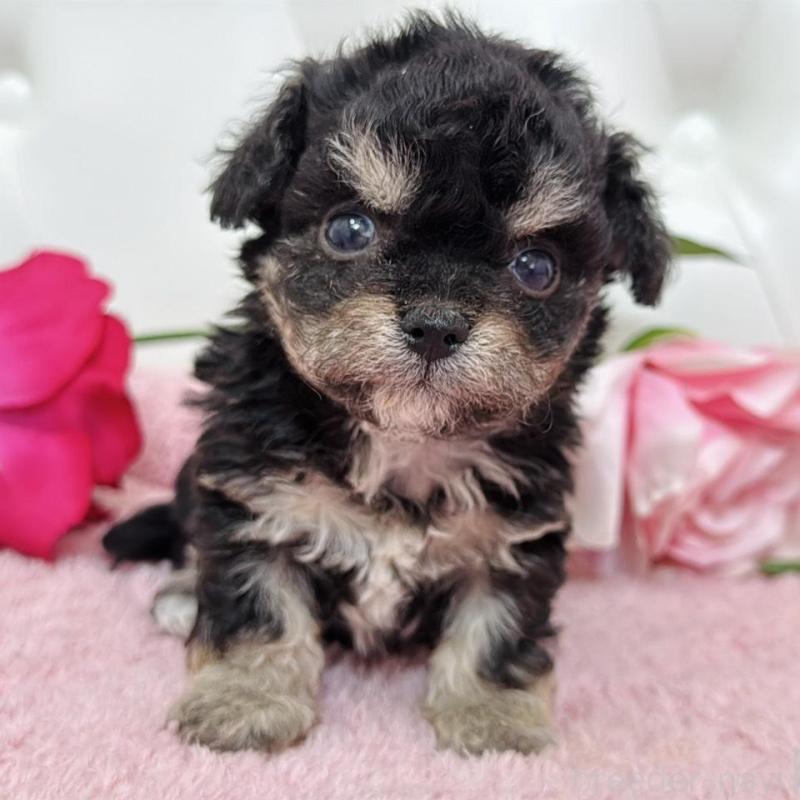 販売中の埼玉県のミックス犬-456708の5枚目