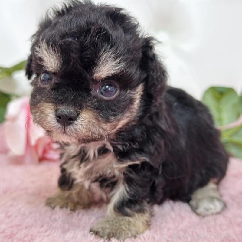 販売中の埼玉県のミックス犬-456708の4枚目