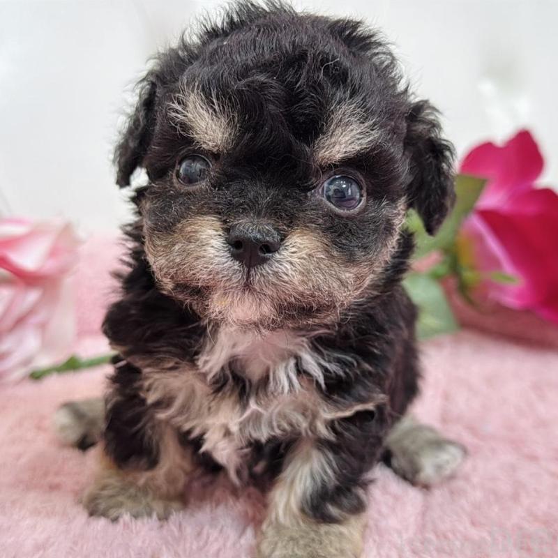 販売中の埼玉県のミックス犬-456708の3枚目