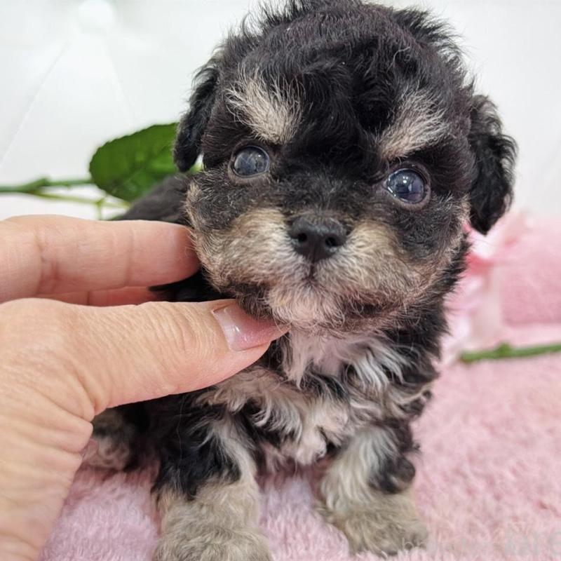 販売中の埼玉県のミックス犬-456708の2枚目