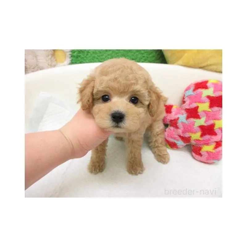 販売中の大阪府のトイプードル-456710の2枚目