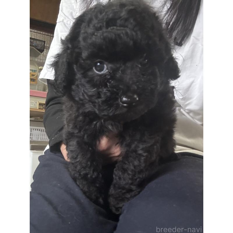 販売中の福井県のビションプー:ビションフリーゼ×トイプードル-456712の2枚目