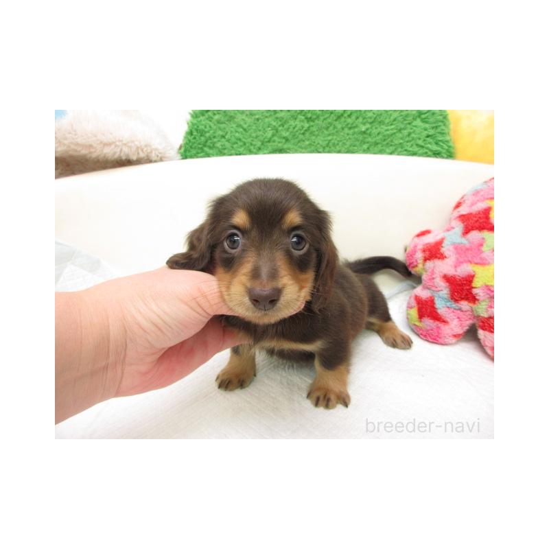 販売中の大阪府のミニチュアダックスフンド(ロングヘアード)-456714の2枚目