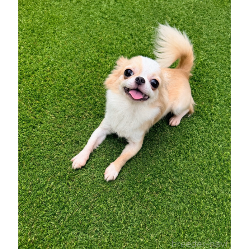 販売中の京都府のチワワ(ロングコート)-389509の2枚目