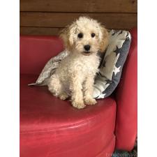 ♀︎トイプードル