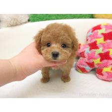 ♀︎トイプードル