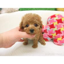 ♀︎トイプードル