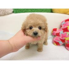 ♀︎トイプードル