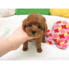 ♀︎トイプードル