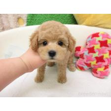 ♀︎トイプードル