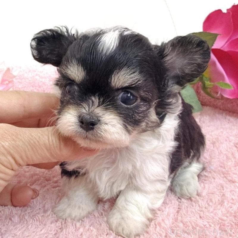 販売中の埼玉県のミックス犬-456716の14枚目