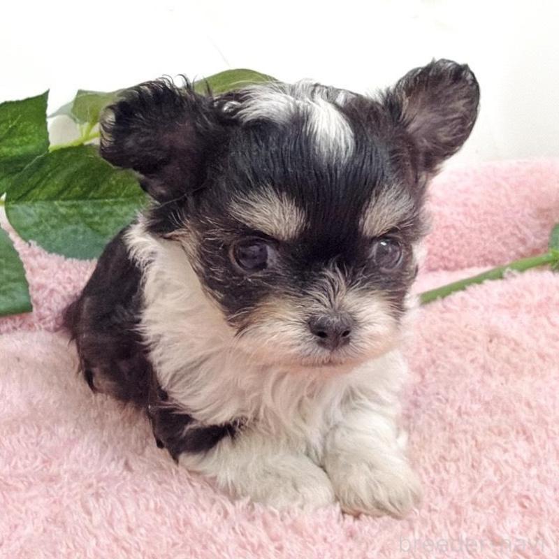 販売中の埼玉県のミックス犬-456716の13枚目