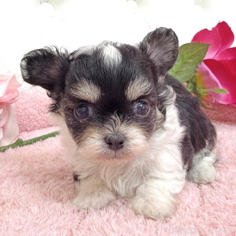 販売中の埼玉県のミックス犬-456716の12枚目