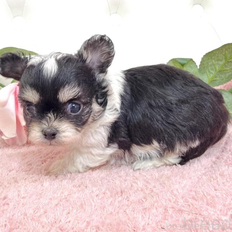 販売中の埼玉県のミックス犬-456716の11枚目