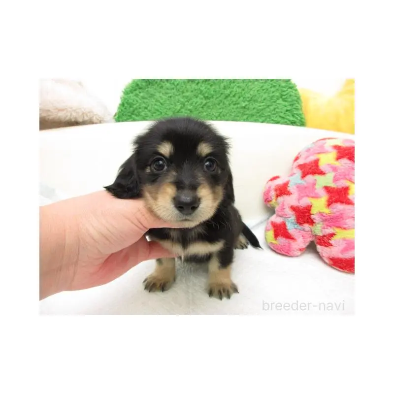 販売中の大阪府のミニチュアダックスフンド(ロングヘアード)-456715の2枚目