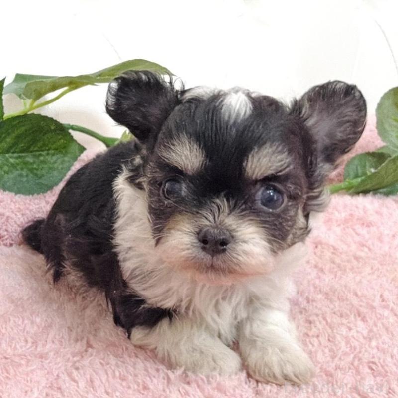 販売中の埼玉県のミックス犬-456716の10枚目