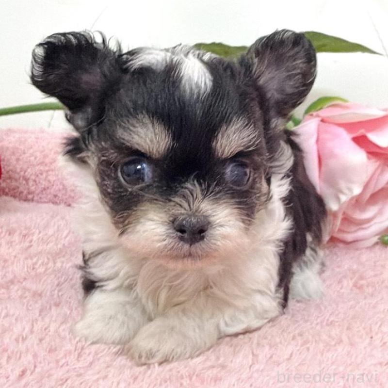 販売中の埼玉県のミックス犬-456716の9枚目