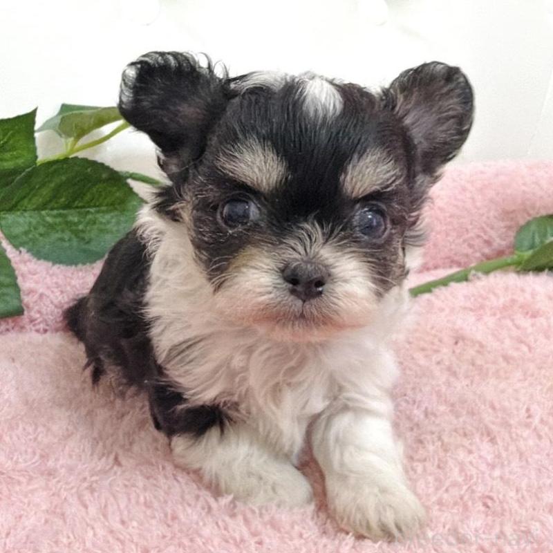 販売中の埼玉県のミックス犬-456716の8枚目