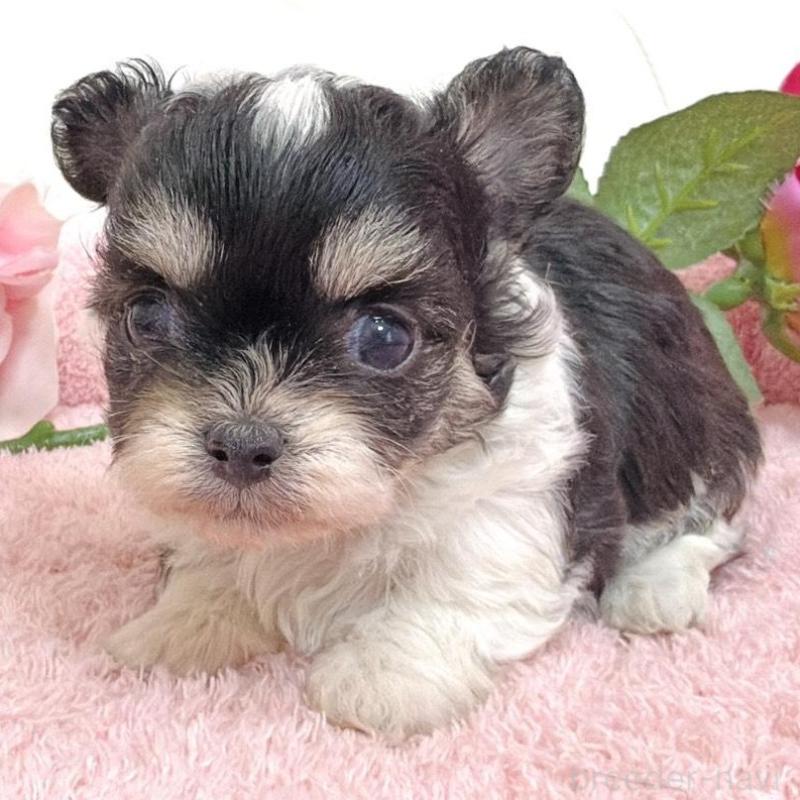 販売中の埼玉県のミックス犬-456716の7枚目