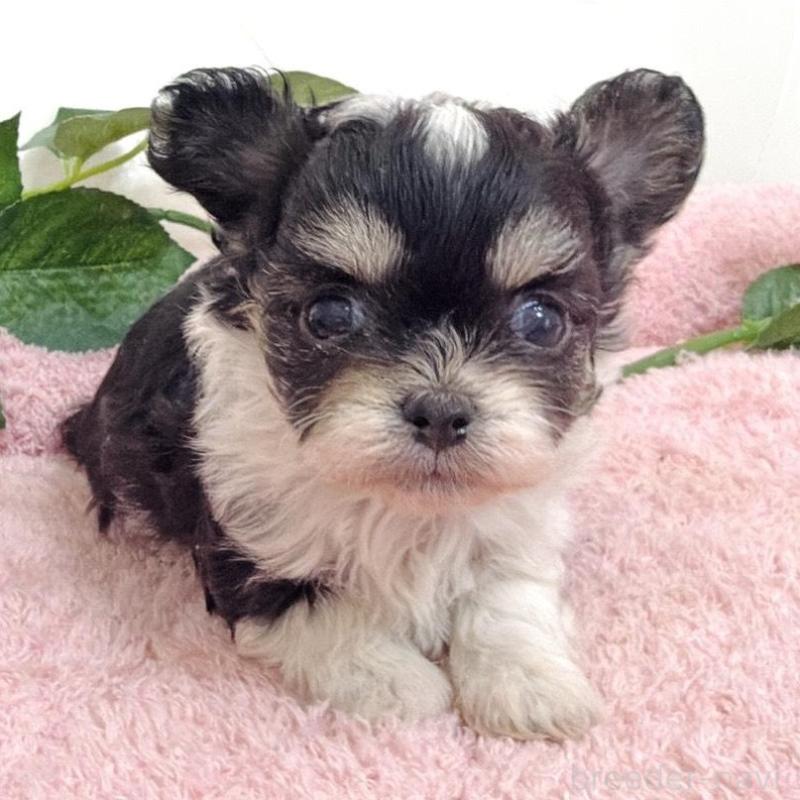 販売中の埼玉県のミックス犬-456716の6枚目