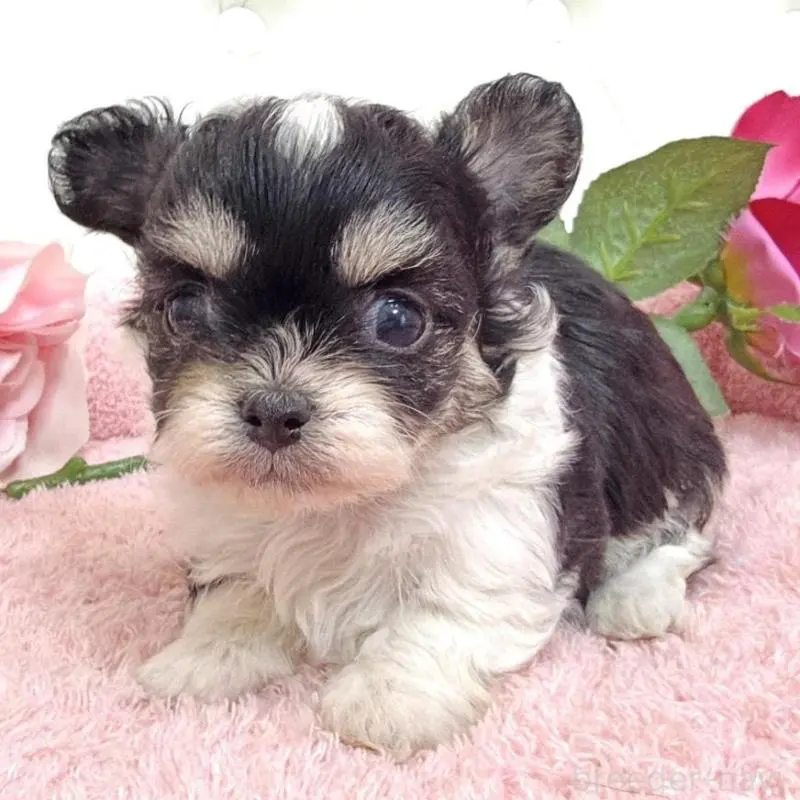 販売中の埼玉県のミックス犬-456716の5枚目