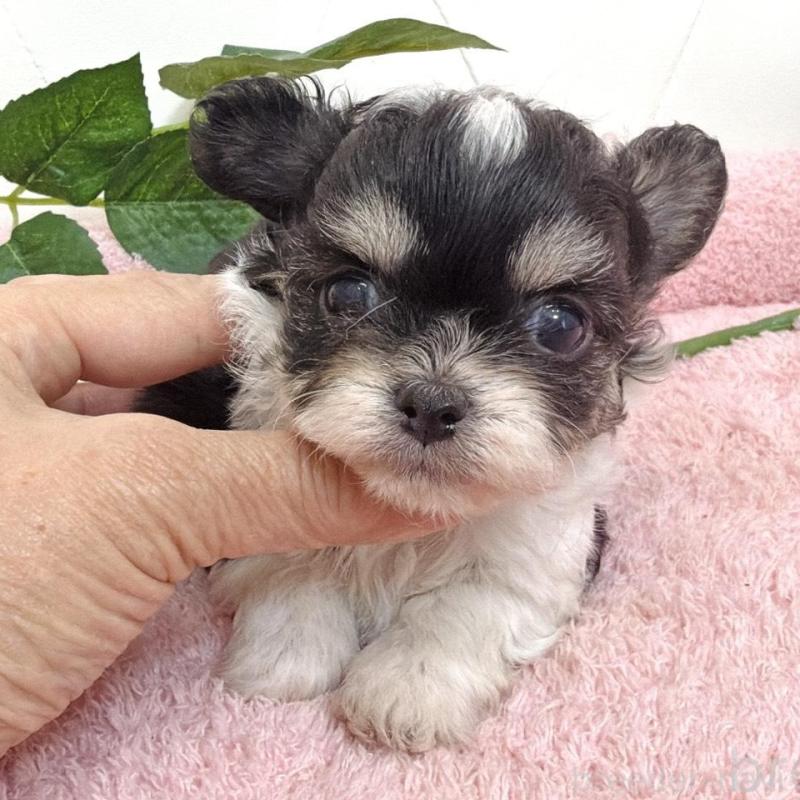 販売中の埼玉県のミックス犬-456716の4枚目