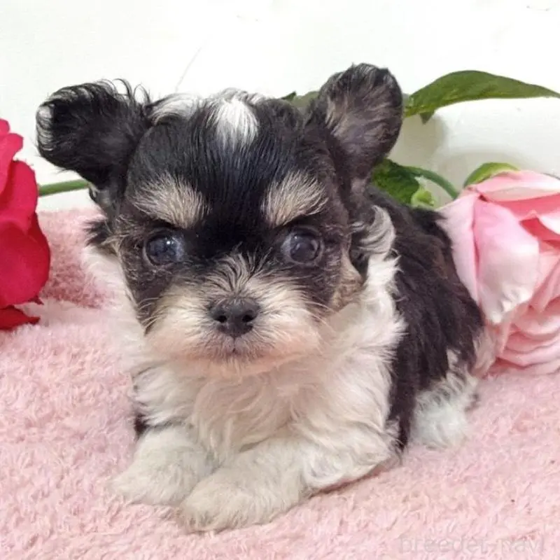 販売中の埼玉県のミックス犬-456716の3枚目