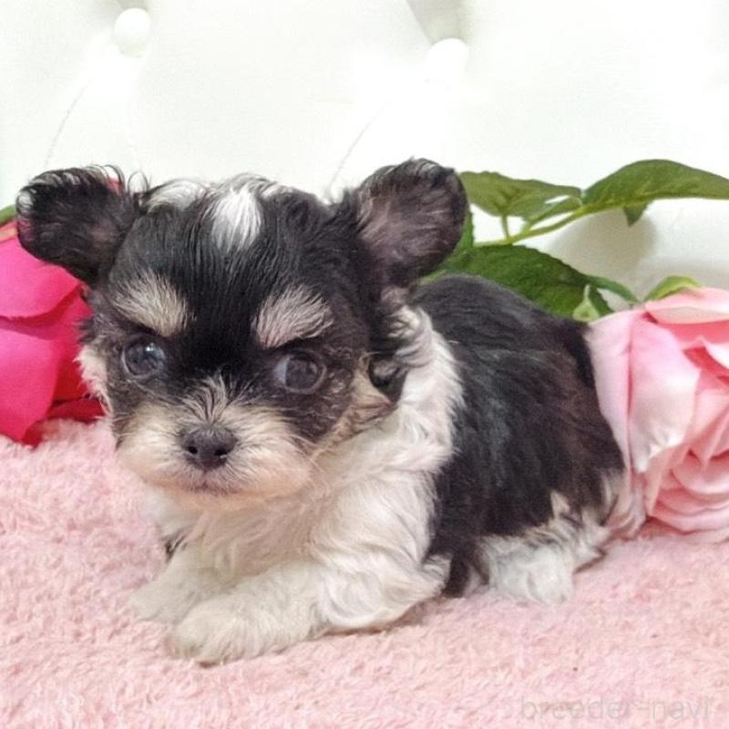 販売中の埼玉県のミックス犬-456716の2枚目